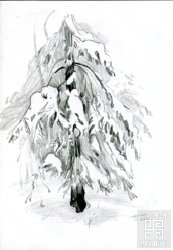 Зарисовка "Снег на ветках. Ель." Бумага/карандаш. 2009г.
