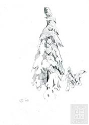 зарисовка "Ель занесённая снегом" бумага, карандаш  2009г.