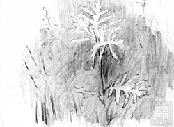 зарисовка "Травы" бумага, карандаш  2004г.