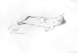 зарисовка Бурсик спит, потягушки  Бумага\карандаш. 2005г.